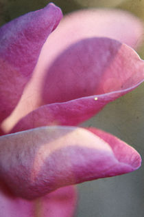 Purpur Magnolia von Christine Bässler