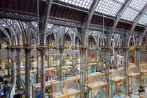 Museum of Natural History, Oxford by Hartmut Binder