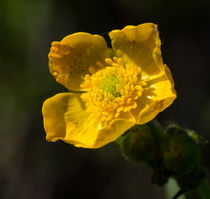 Die Gelbe Blüte des Hahnenfuß reckt sich zur Sonne von Ronald Nickel