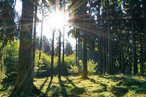 Auch im Nadelwald scheint die Sonne by Ronald Nickel