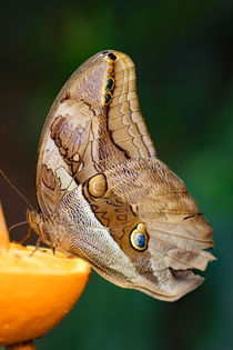 Butterfly on orange von Wilma Overwijn-Beekman