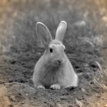 Nostalgie Kaninchen von kattobello