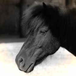 Schwarzes-ponyn