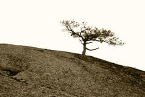 Baum by eksfotos