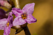 Eine einzelne Blüte des Seidelbast von Ronald Nickel