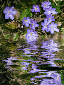 Blaublütig am Wasser - Leberblümchen von Chris Berger