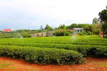 Teeplantage by ann-foto