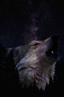 Wolf von Pedro  Barros