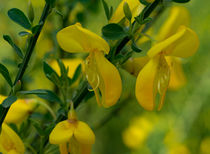 Die gelben Blüten des Besenginster von Ronald Nickel