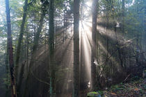 Sonnenlicht trifft Spinnweben im Wald von Ronald Nickel