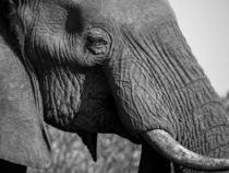 Nahaufnahme eines Elefanten / Close-up of an elephant von Martin Gröger