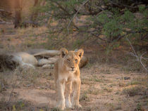 Kleiner Löwe im Kruger National Park / Little Lion von Martin Gröger
