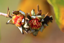 Blüten des Eisenholzbaum by Bernhard Kaiser