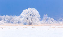 Winterlandschaft by maraynu