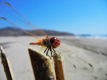 Libelle am Strand von Frank  Kimpfel