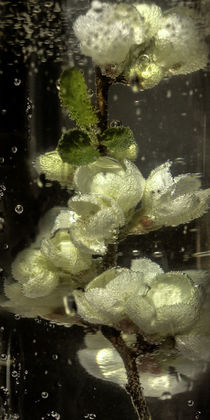 Sparkling - Flowers water - Blütenwasser von Chris Berger