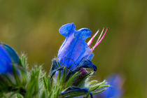 Blaue Blüte des Natternkopf von Ronald Nickel