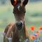 German-riding-pony-sabine-stuewer-tierfoto-270194
