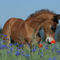 Welsh-pony-sabine-stuewer-tierfoto-199419