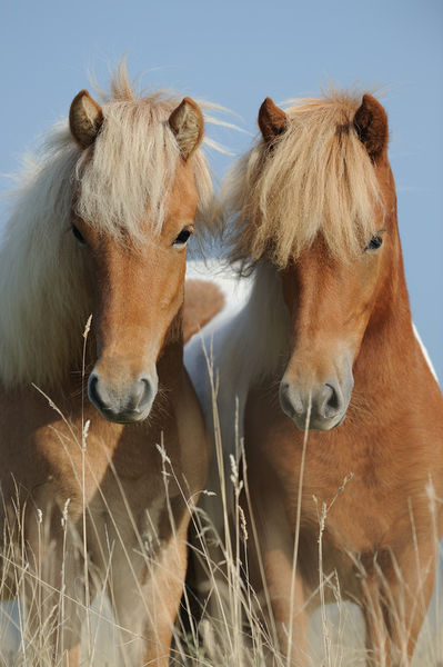 Icelandic-horse-sabine-stuewer-tierfoto-996633