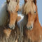 Icelandic-horse-sabine-stuewer-tierfoto-996633