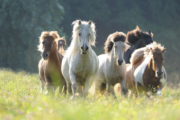 Icelandic-horse-sabine-stuewer-tierfoto-644957