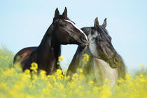 Quarter Horse, Freundschaft im Rapsfeld von Sabine Stuewer