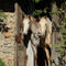 Curly-horse-sabine-stuewer-tierfoto-438706