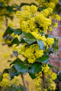 spring time - Mahonia aquifolium von Chris Berger