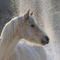 German-riding-pony-sabine-stuewer-tierfoto-655116