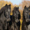 Morgan-horse-sabine-stuewer-tierfoto-414116