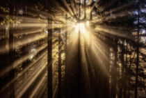 Das Leuchten im Wald by Simone Wunderlich