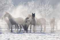 Welsh Cob Ponys in Winterstimmung von Sabine Stuewer