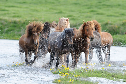Icelandic-horse-sabine-stuewer-tierfoto-743898
