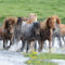 Icelandic-horse-sabine-stuewer-tierfoto-743898