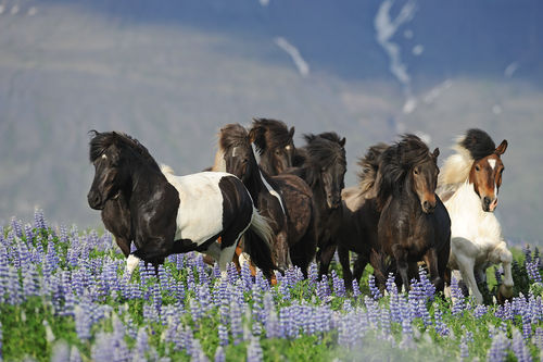 Icelandic-horse-sabine-stuewer-tierfoto-296092