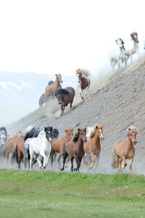 Islandpferde Herde in Island von Sabine Stuewer