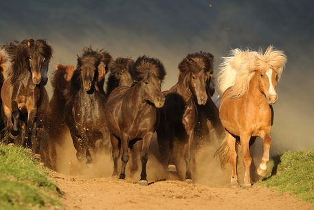 Icelandic-horse-sabine-stuewer-tierfoto-901072