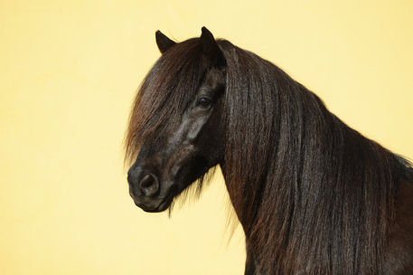 Icelandic-horse-sabine-stuewer-tierfoto-450966