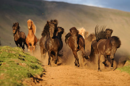 Icelandic-horse-sabine-stuewer-tierfoto-258695