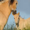 Nowegian-horse-sabine-stuewer-tierfoto-404369