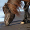 Icelandic-horse-sabine-stuewer-tierfoto-487975