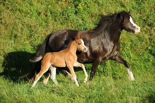 Welsh-pony-sabine-stuewer-tierfoto-525474
