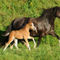 Welsh-pony-sabine-stuewer-tierfoto-525474