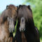 Icelandic-horse-sabine-stuewer-tierfoto-833509