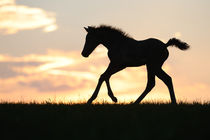 Morgan Horse Fohlen, Galopp im Abendlicht by Sabine Stuewer