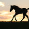 Morgan-horse-sabine-stuewer-tierfoto-465113
