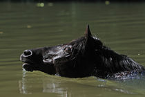Morgan Horse Stute schwimmt in Teich by Sabine Stuewer