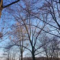 Bäume bei blauem Himmel  von ivy