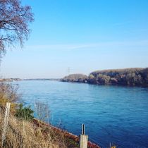 Der Rhein  von ivy